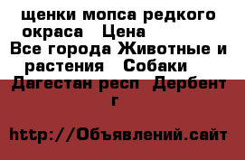 щенки мопса редкого окраса › Цена ­ 20 000 - Все города Животные и растения » Собаки   . Дагестан респ.,Дербент г.